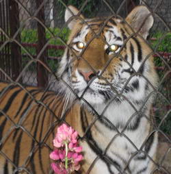 Tiiger