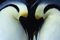 Pingviinide marss