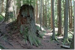 Hidden Ent in the forest