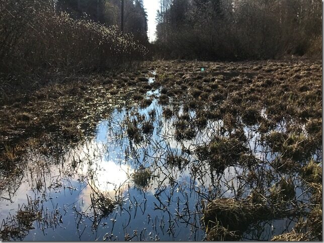 Märjad metsaalused Märjad metsaalused