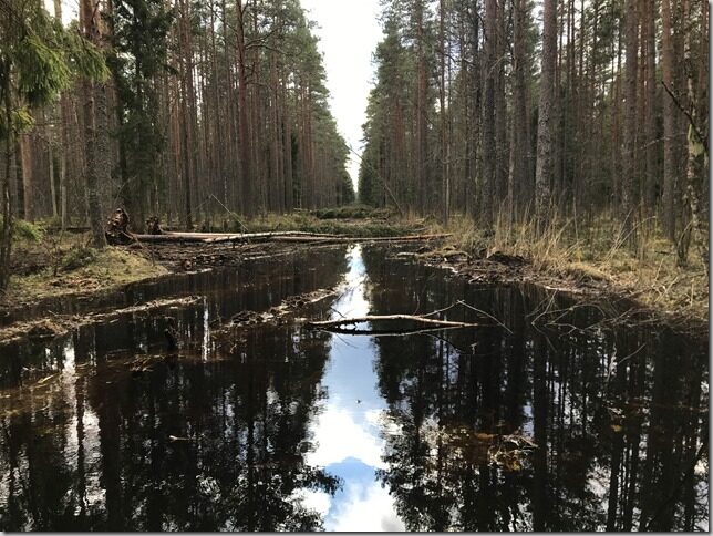 Metsasiht mille sarnast pole varem kohanud Metsasiht mille sarnast pole varem kohanud
