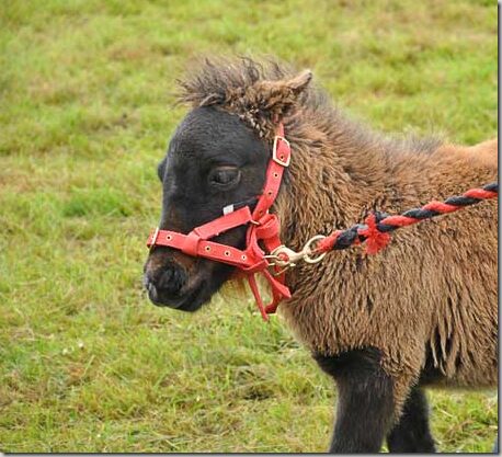 Shetlandi poni Shetlandi poni